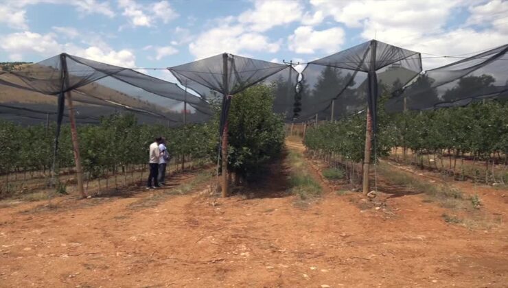 KSÜ’den uyarı: Ağaçlar için gölgeleme ve damlama şart