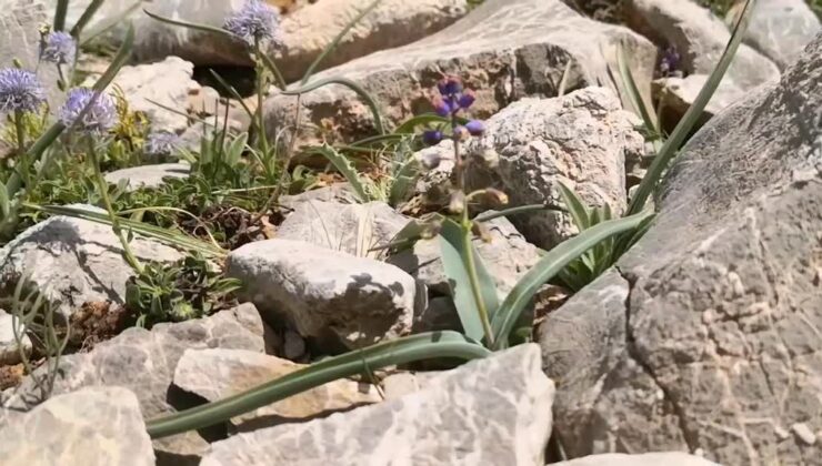Keşfedilen yeni bitki türü “Konya Sümbülü” ismiyle literatüre kazandırıldı