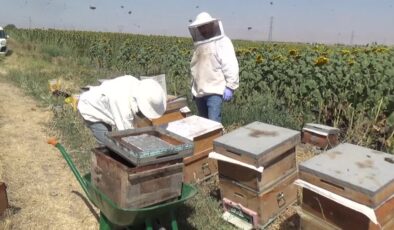 Üniversitede değil bal ormanında gibiler: 300 kovan hasat altında