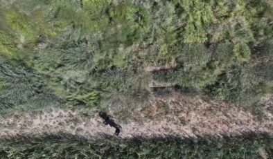 Alternatif yem bitkisi “dallı darı” su tüketimini ve üretim maliyetini düşürüyor