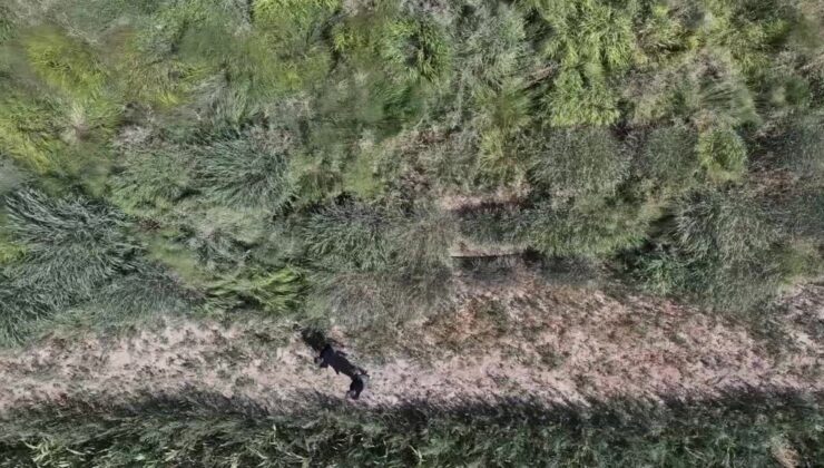 Alternatif yem bitkisi “dallı darı” su tüketimini ve üretim maliyetini düşürüyor
