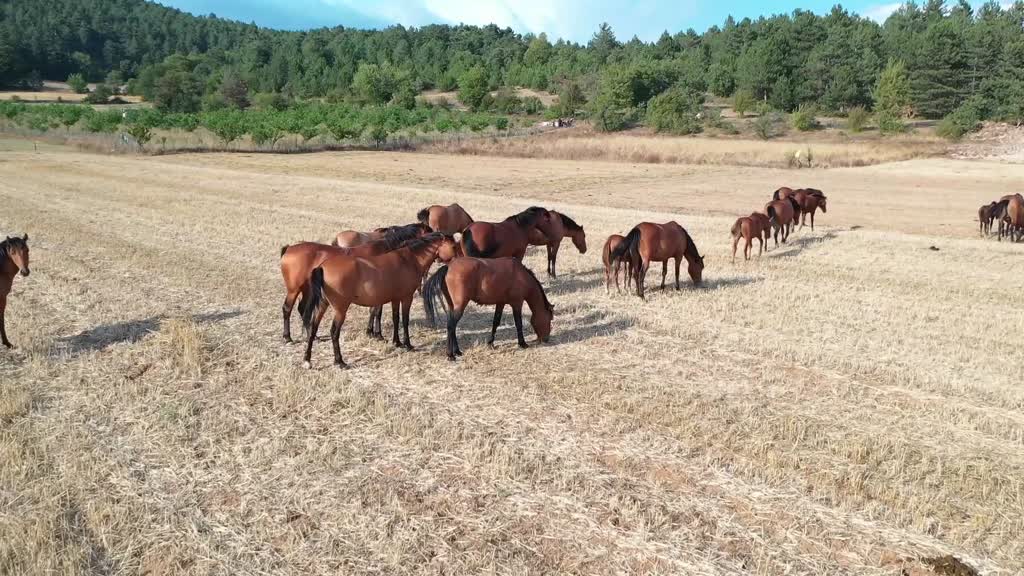 At Yaylası’nda yılkı atları yavrularıyla doğaya hayat kattı