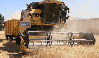 Buğday ve arpa tarlaları hayvanlar için otlanma alanına dönüşüyor