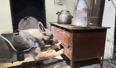 Bingöl’de uyuşturucu operasyonu