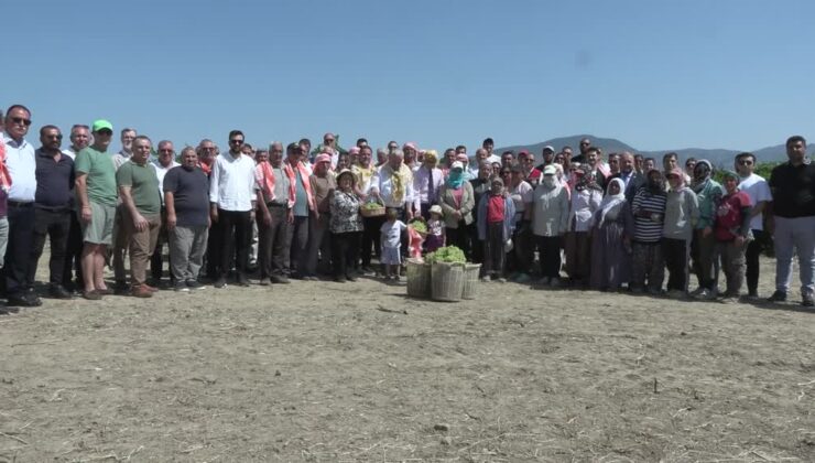 Bağ bozumu etkinliği düzenlendi