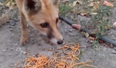 Bahçesine gelen tilkileri besleyen kişi bu anları kaydetti