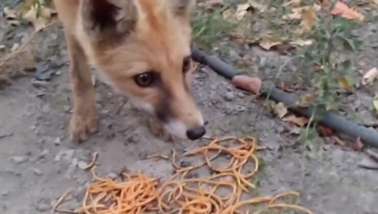 Bahçesine gelen tilkileri besleyen kişi bu anları kaydetti