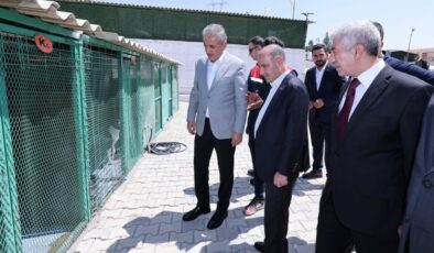 Bakan Yardımcısı Aktaş’tan sahipsiz hayvan vurgusu