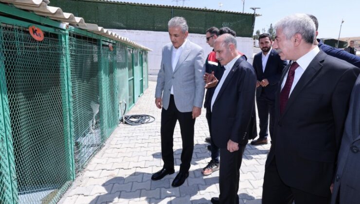 Bakan Yardımcısı Aktaş’tan sahipsiz hayvan vurgusu