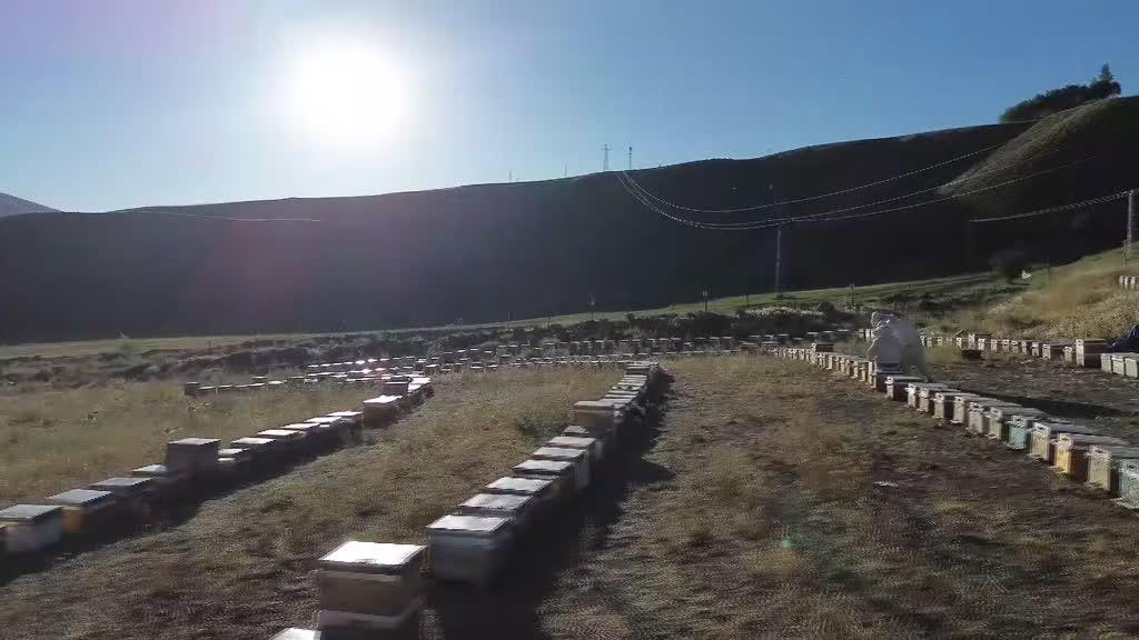 Bingöllü arıcılardan dünyada bir ilk: Harfli ve desenli bal peteği