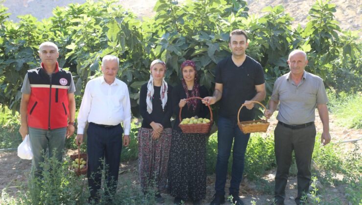 Batman’da Benati inciri hasadı başladı