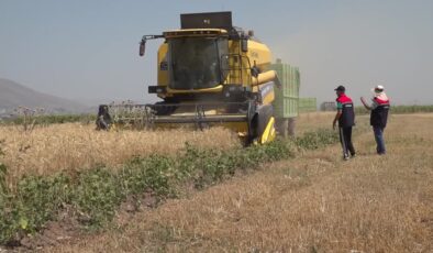 Biçerdöverler, dane kaybını önlemek için denetleniyor