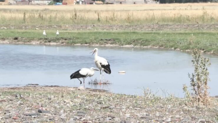 Bitki örtüsünün gelişimi ve serin hava leylekleri Erzurum’da konaklattı