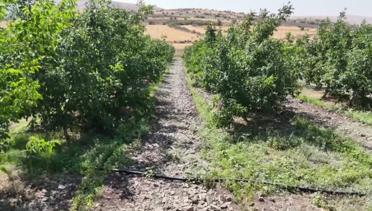 Cevizde tarım ilacına alternatif akıllı böcekle yüzde 99 başarı