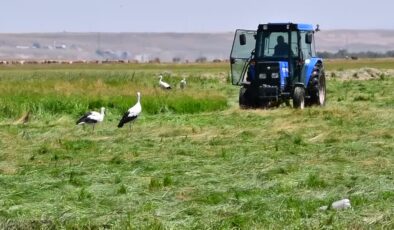 Kars’ta çiftçilerle birlikte leylekler de hasada katıldı