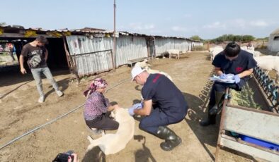 Çoban köpekleri kimliklendiriliyor