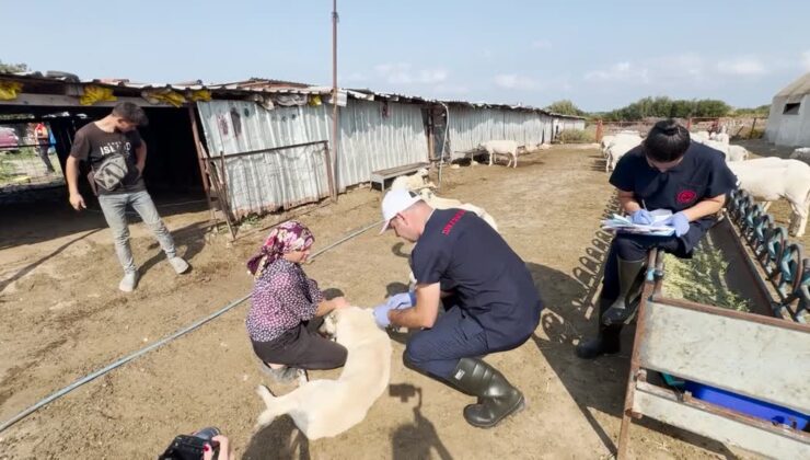 Çoban köpekleri kimliklendiriliyor