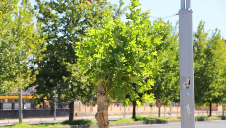 Diyarbakır’da 120 batı çınarı doğru tedaviyle hayata döndü