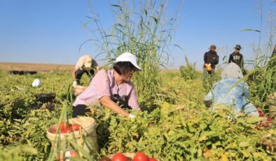 Domates tarlasında kadın işçilere ziyaret: Emeklerinin karşılığını alamıyorlar