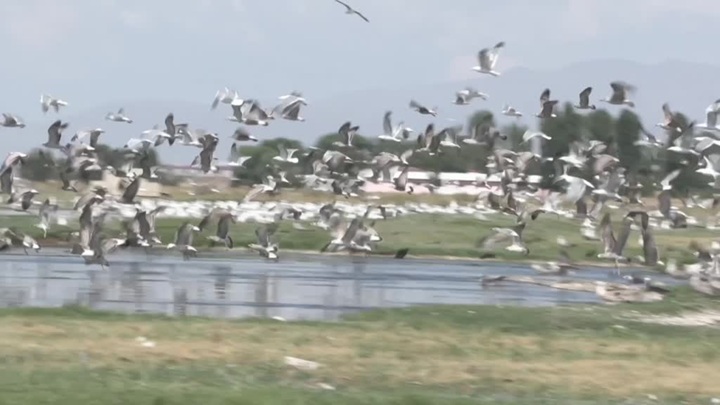 Erzurum’un sulak alanlarını ziyaret eden kuş sayısı arttı