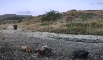 Erzincan’da yaban hayatı fotokapanla görüntülendi