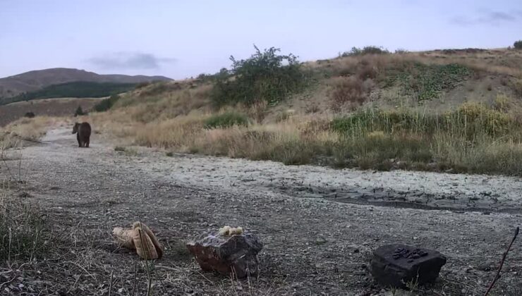 Erzincan’da yaban hayatı fotokapanla görüntülendi