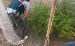 Van’da evin çatısında kenevir serası: 127 kök ele geçirildi