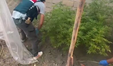 Van’da evin çatısında kenevir serası: 127 kök ele geçirildi