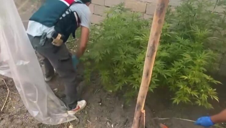 Van’da evin çatısında kenevir serası: 127 kök ele geçirildi