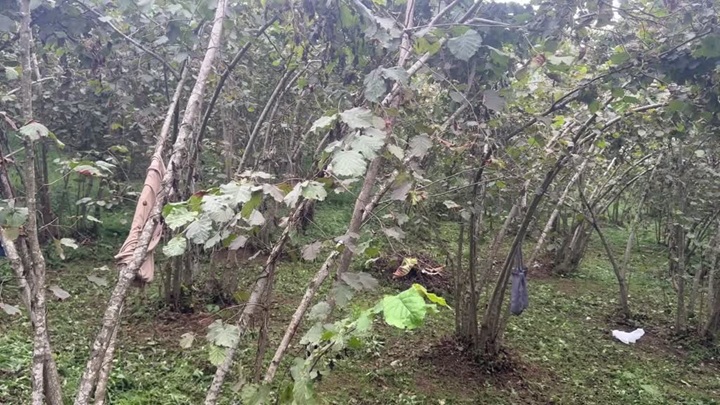 Giresun’da fındık hasadına başlandı