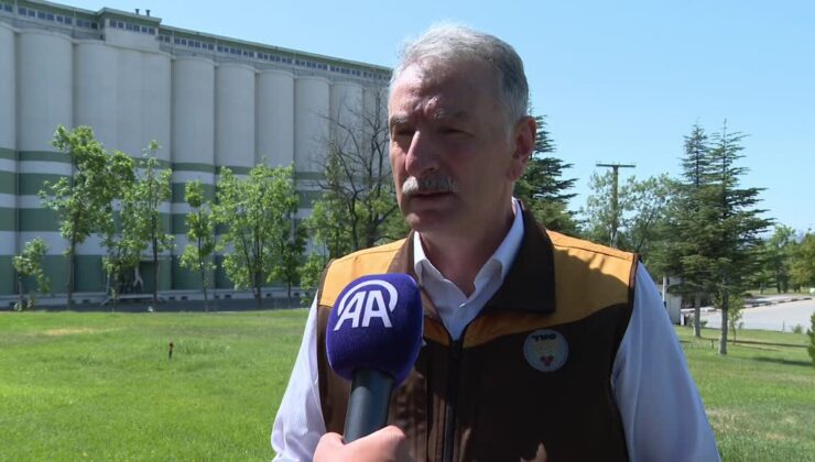 Fındık rekoltesinin bu yıl 453 bin ton olması bekleniyor
