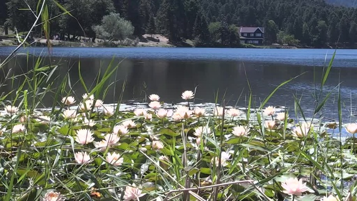 Gölcük ve Abant’ta çiçekler doğaya renk katıyor