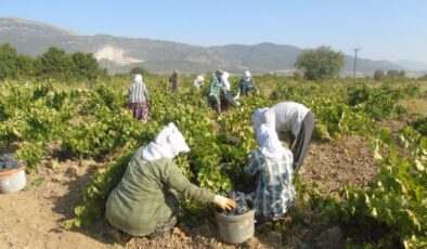 Gaziantep İslahiye’de üzüm hasadı başladı, rekolte yarıya düştü