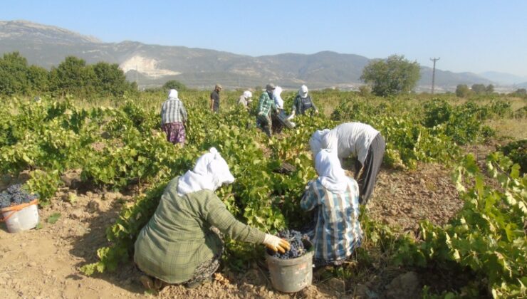 Gaziantep İslahiye’de üzüm hasadı başladı, rekolte yarıya düştü