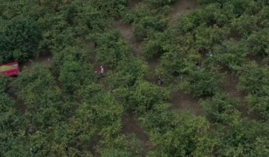 Hasat döneminde çocuklarda nefes borusuna fındık kaçma riski artıyor