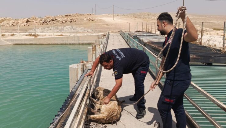 Sulama kanalına düşen köpeği itfaiye ekipleri kurtardı
