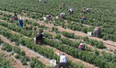 İmkansız denilen tarlada günde 14 ton biber hasadı