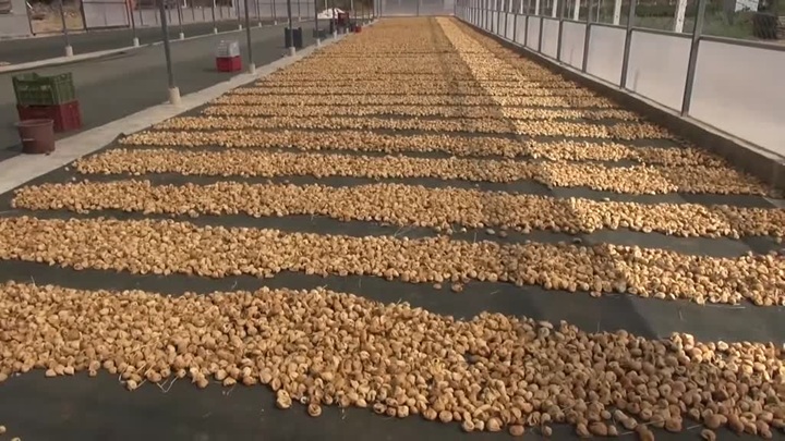 Kuru incir alım fiyatları açıklandı