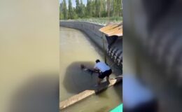 Kanala düşen dana kepçeyle kurtarıldı