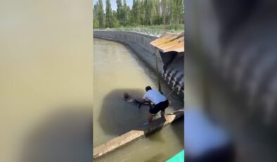 Kanala düşen dana kepçeyle kurtarıldı