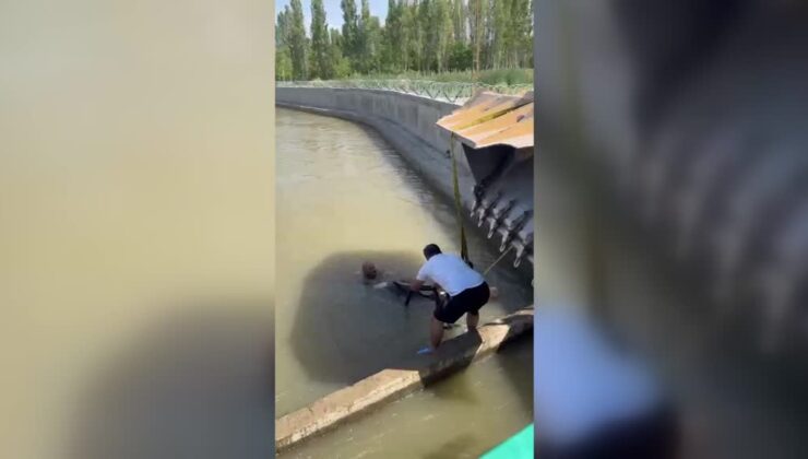 Kanala düşen dana kepçeyle kurtarıldı