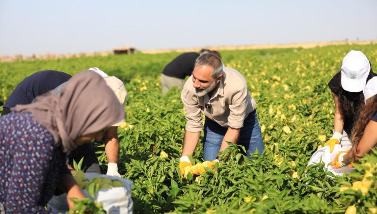 Kayapınar’da eş başkan biber hasadında işçilere eşlik etti