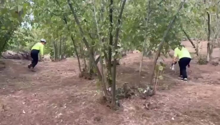 Kırsalda kaybolan yaşlı kadını bulmak için çalışma başlatıldı