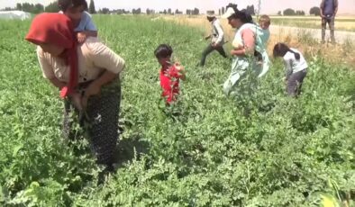 Bebeği sırtında, tarlada karpuz hasadı yapan annelerin dramı