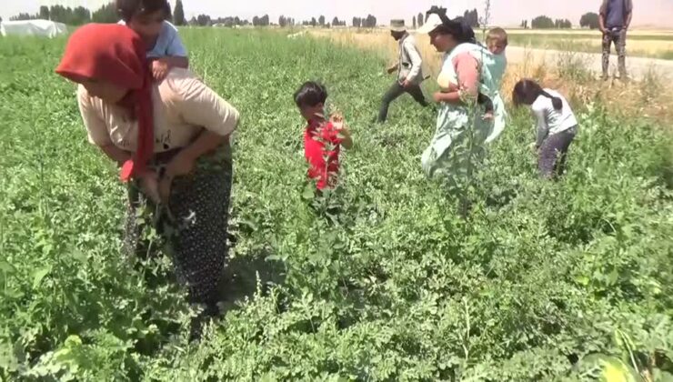 Bebeği sırtında, tarlada karpuz hasadı yapan annelerin dramı