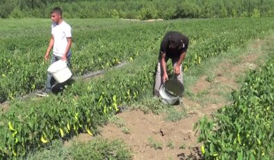 Muşlu çiftçi ​tarlasında yetiştirdiği sebzeleri kurutarak yol kenarında satıyor