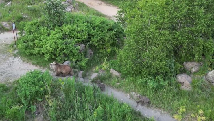 Nemrut Kalderası’na gelen ziyaretçilere “bozayılara yaklaşmayın” uyarısı