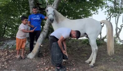 Yarış atları 6 ay yaylada güçlenip nefes açıyor