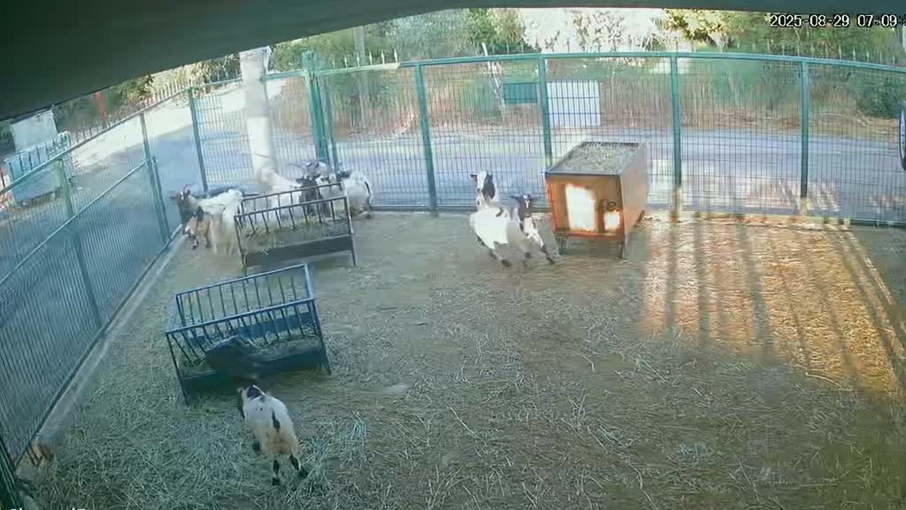 Poşetli keçi sürüyü korkuttu, görüntüler kahkaha attırdı