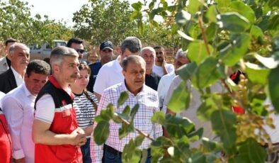 Şanlıurfa Valisi Şıldak, Antep fıstığı hasadına katıldı